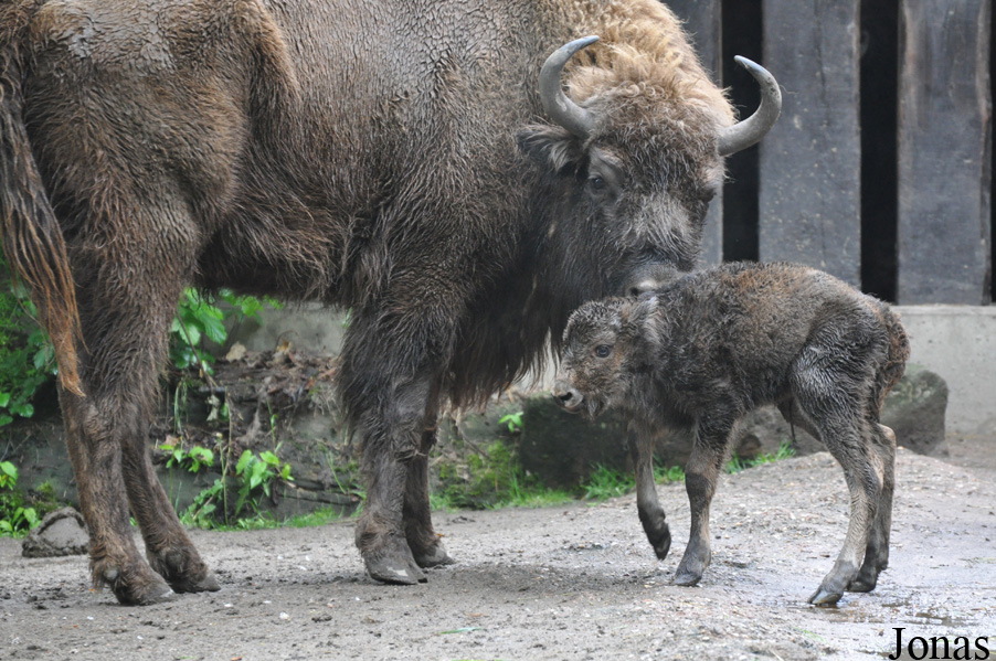 Bison bonasus