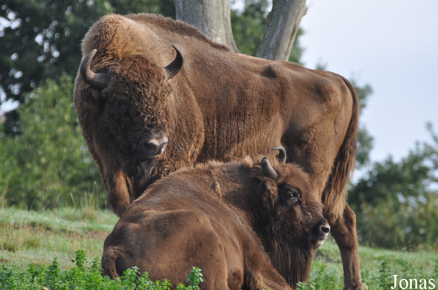 Bison bonasus