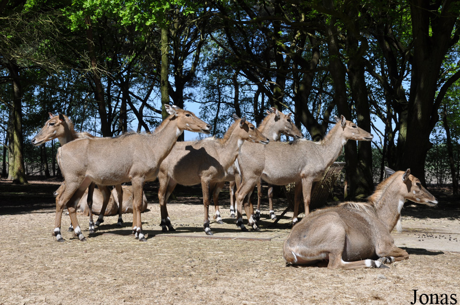 Boselaphus tragocamelus