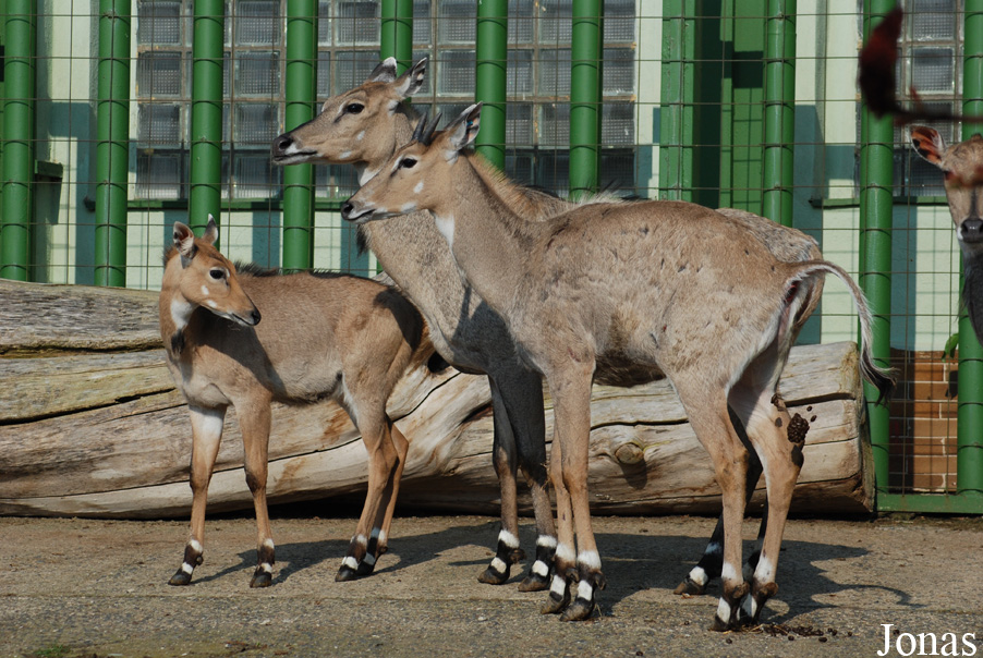 Boselaphus tragocamelus