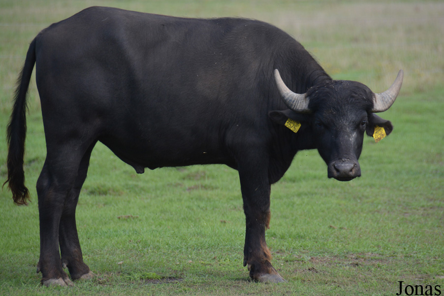 Bubalus bubalis