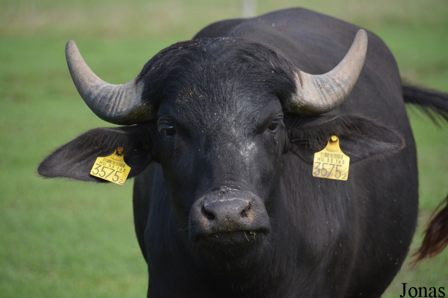 Bubalus bubalis