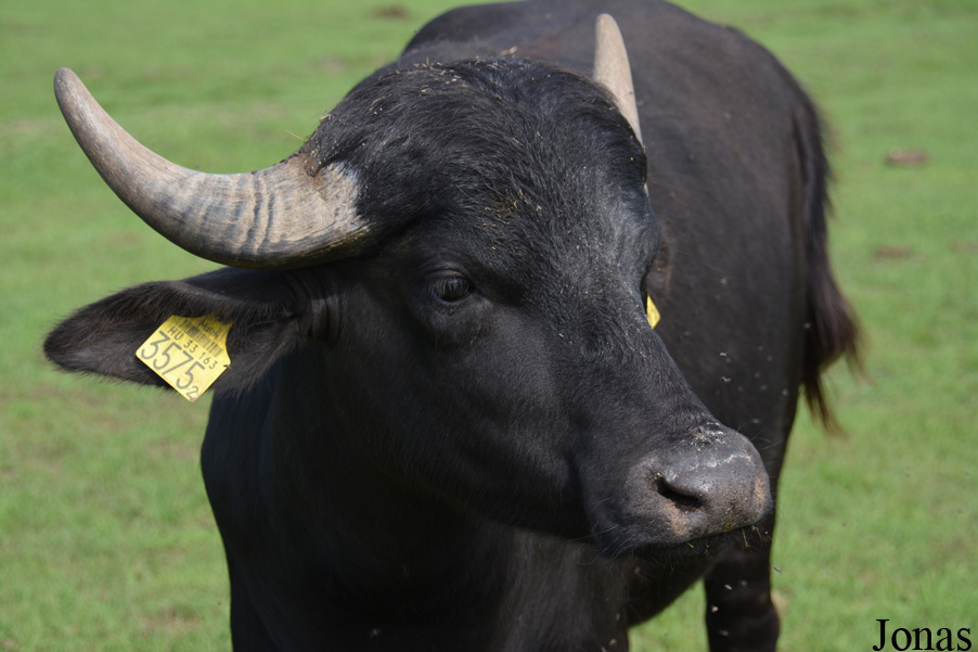 Bubalus bubalis