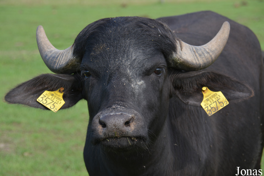 Bubalus bubalis