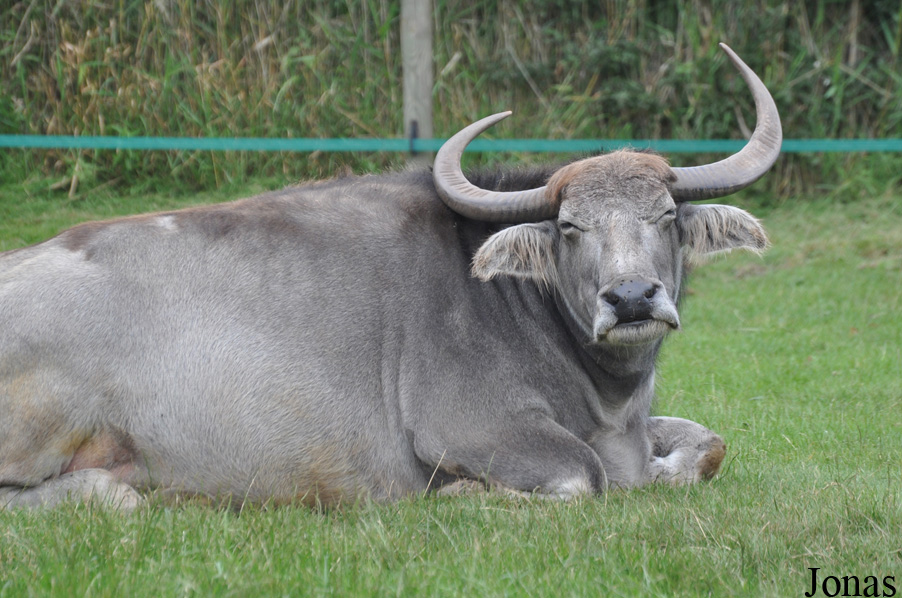 Bubalus bubalis