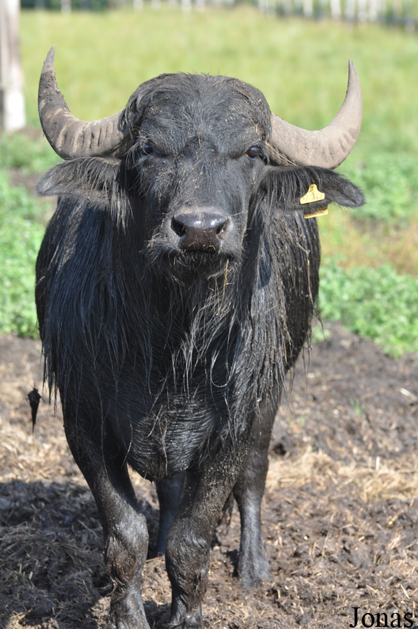Bubalus bubalis