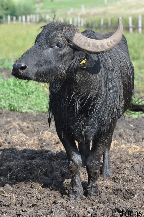 Bubalus bubalis