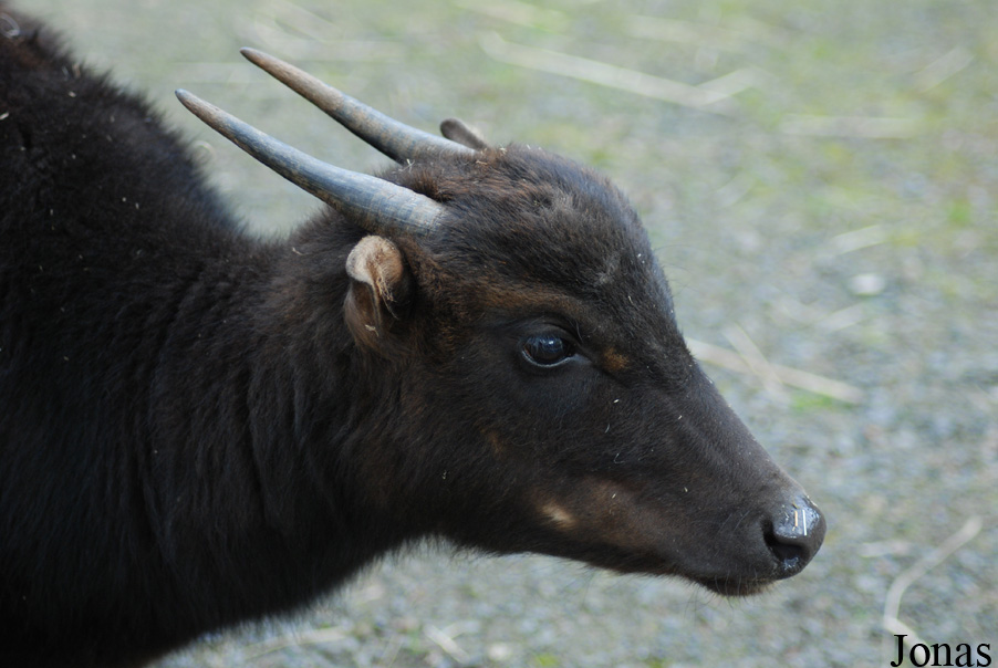 Bubalus quarlesi