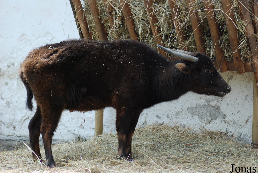 Bubalus quarlesi