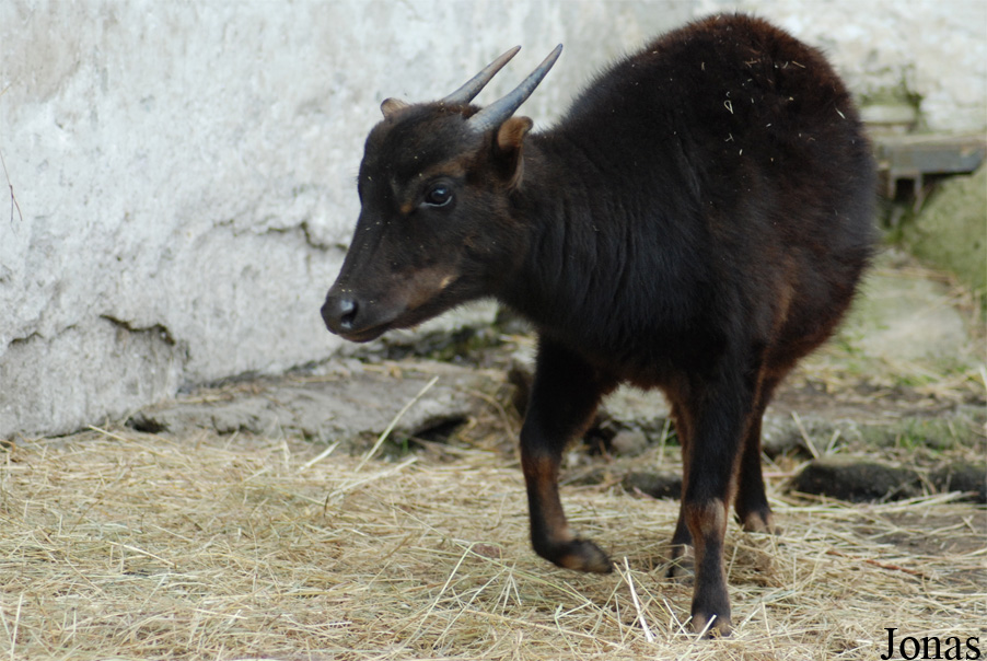 Bubalus quarlesi
