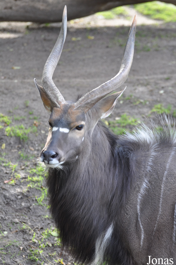 Tragelaphus angasii