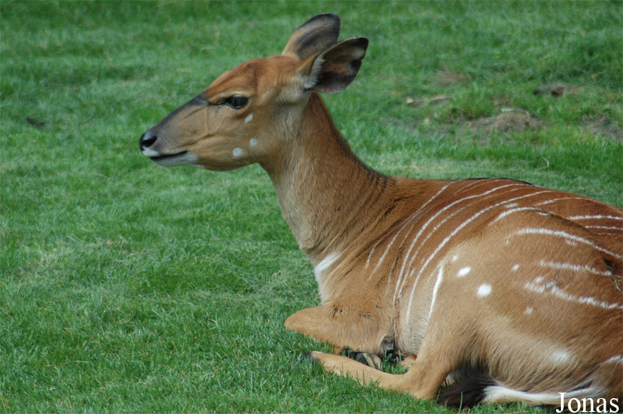 Tragelaphus angasii