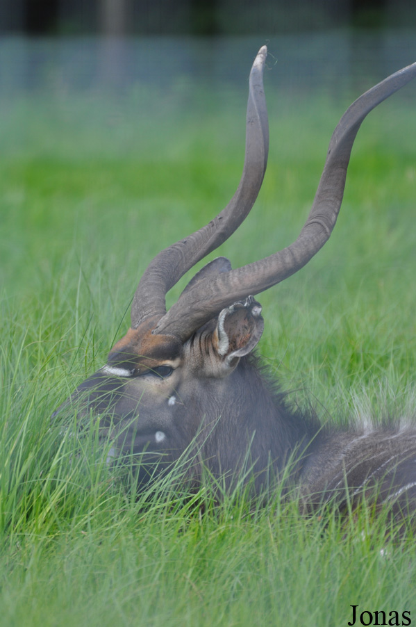Tragelaphus angasii