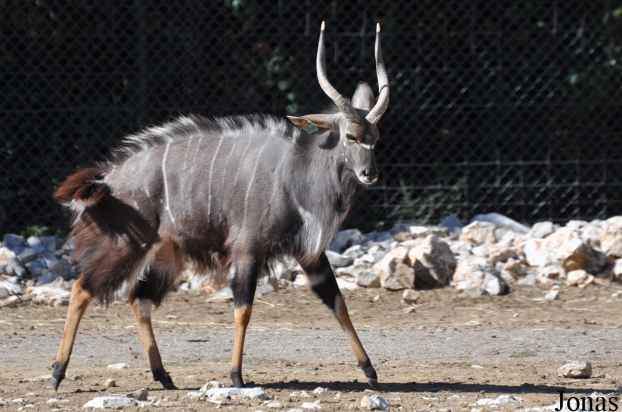 Tragelaphus angasii