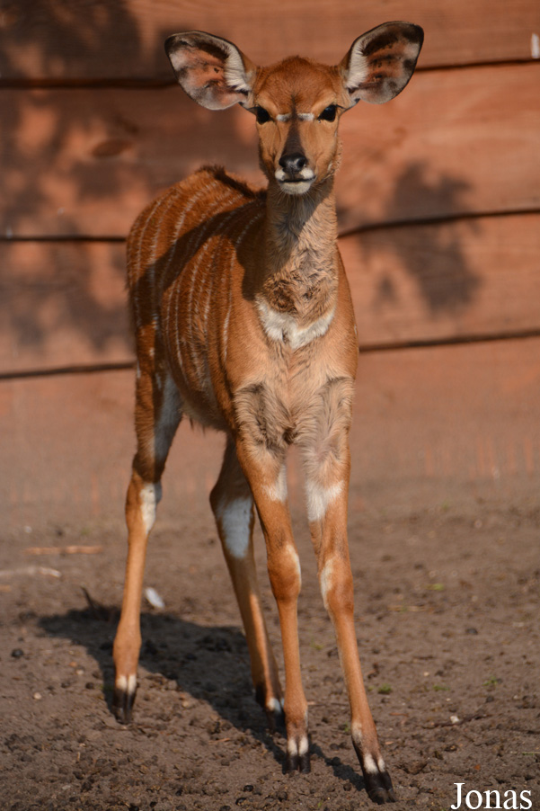 Tragelaphus angasii