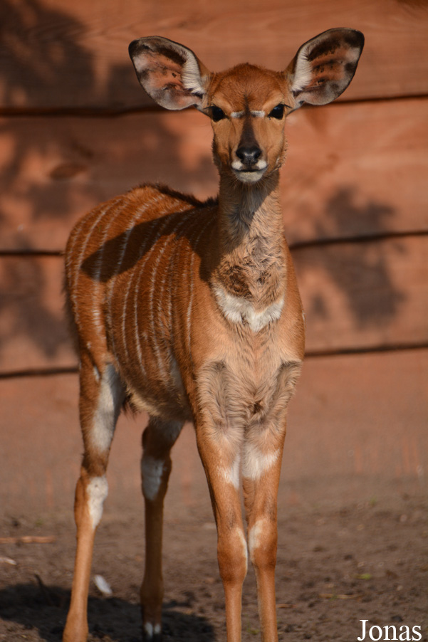 Tragelaphus angasii