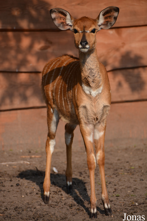 Tragelaphus angasii