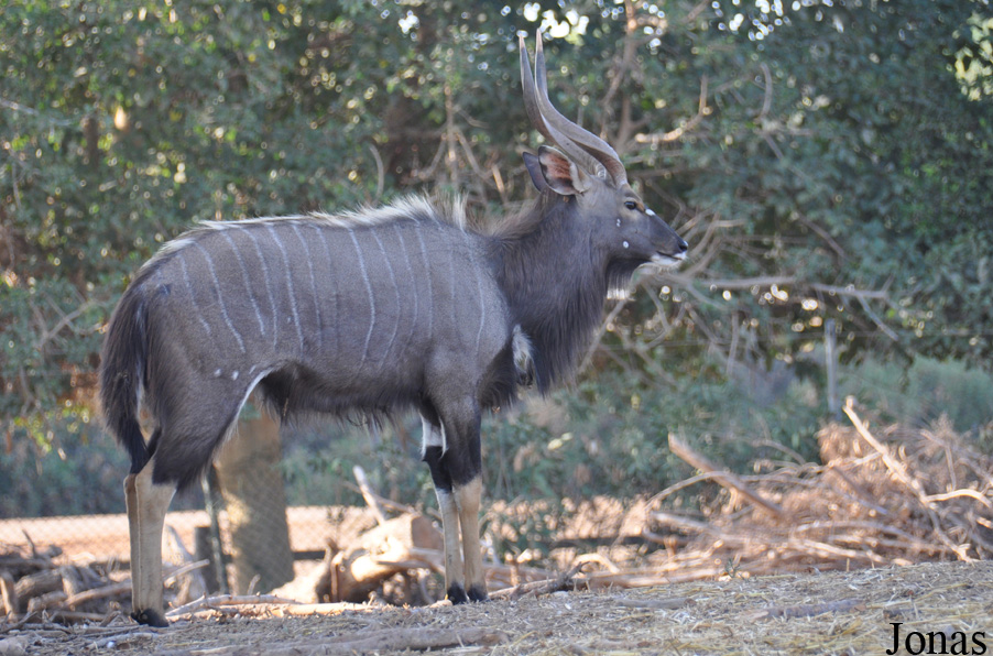 Tragelaphus angasii
