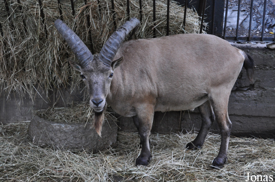 Capra caucasica
