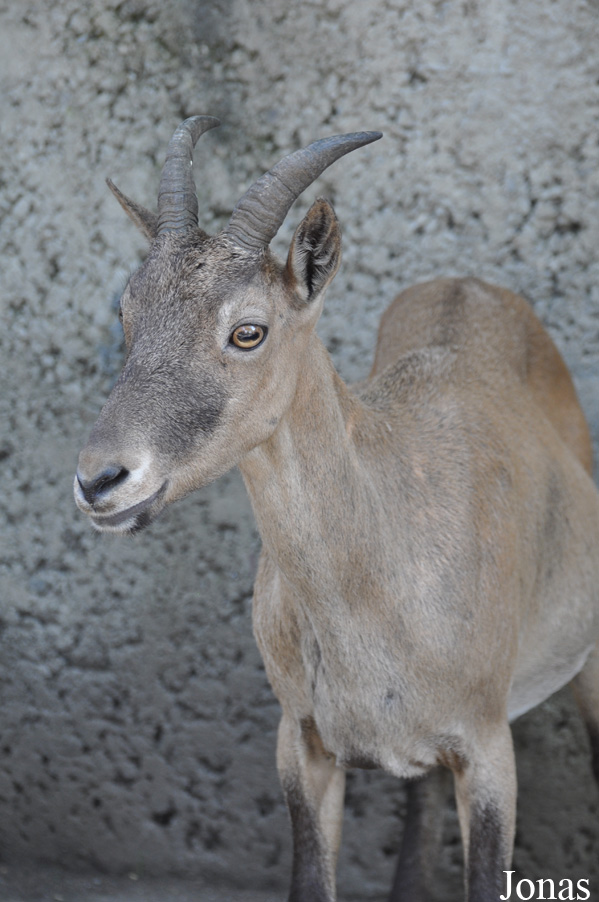 Capra caucasica