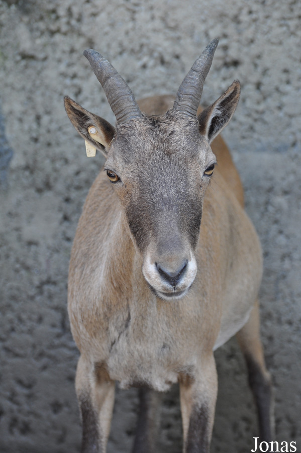 Capra caucasica