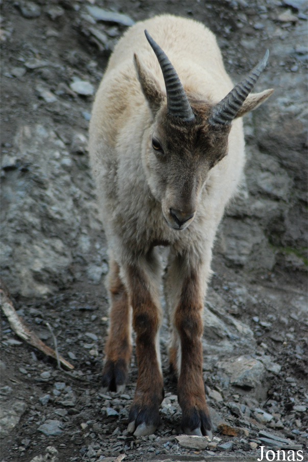 Capra caucasica