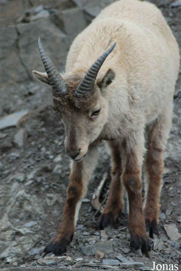 Capra caucasica
