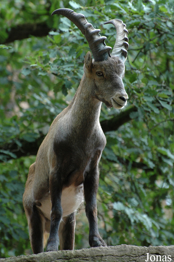Capra ibex