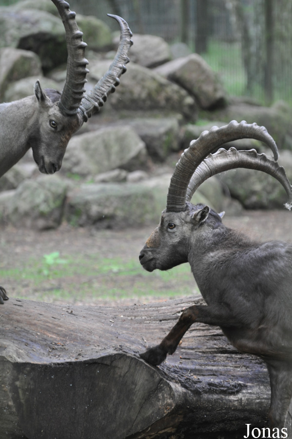 Capra ibex