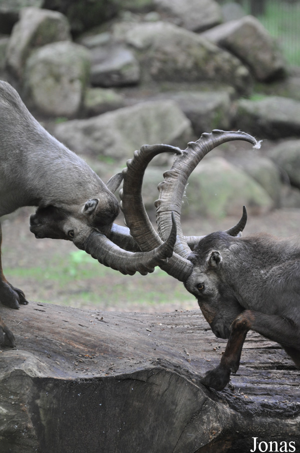 Capra ibex