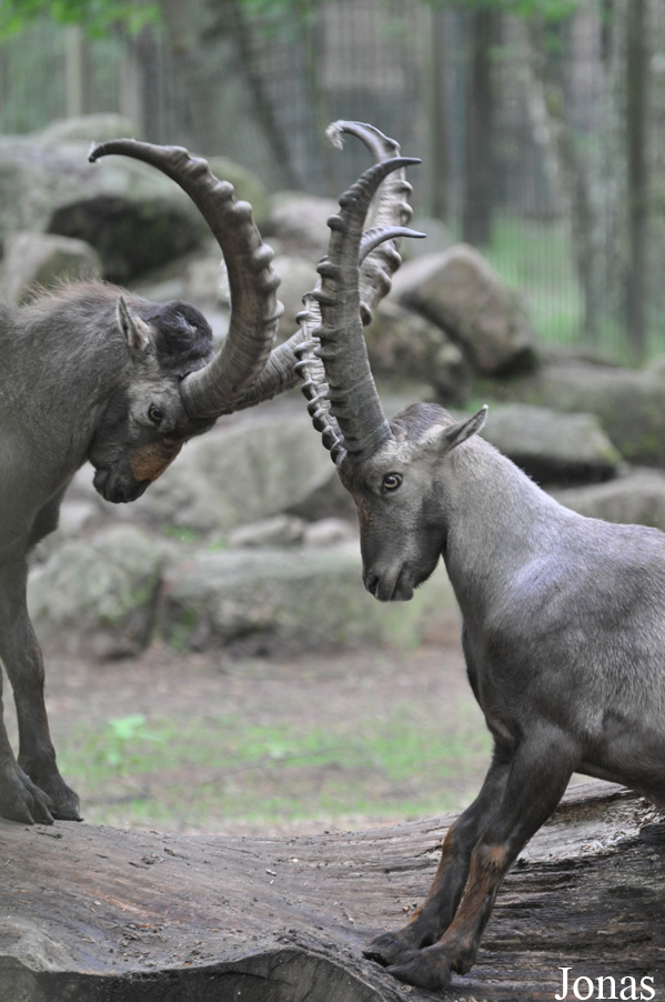 Capra ibex