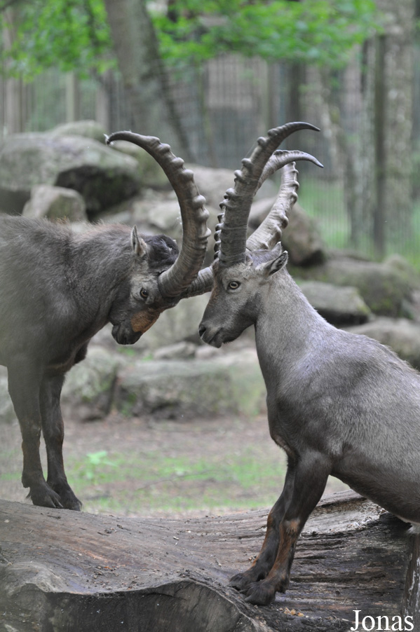 Capra ibex