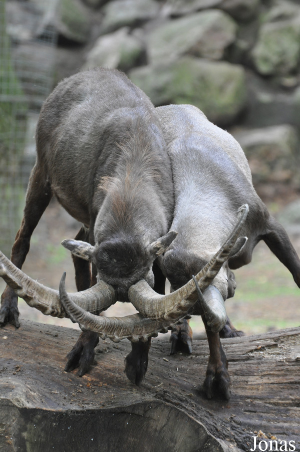 Capra ibex