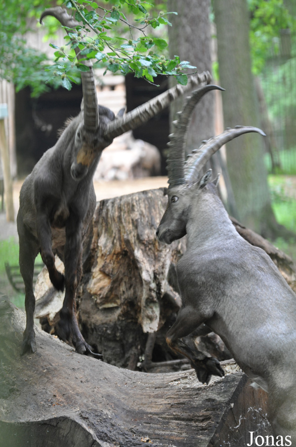 Capra ibex