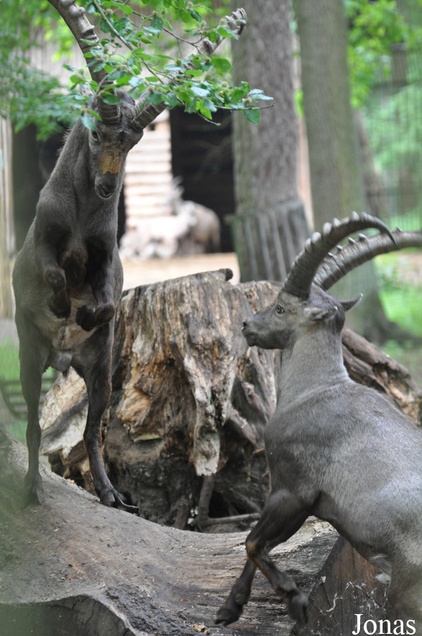 Capra ibex