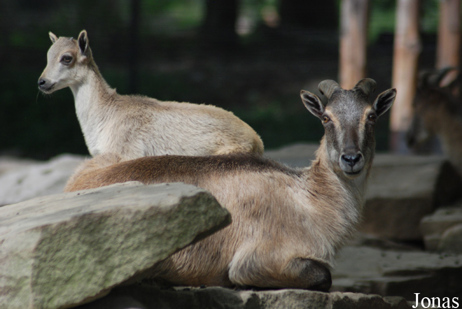 Hemitragus jemlahicus