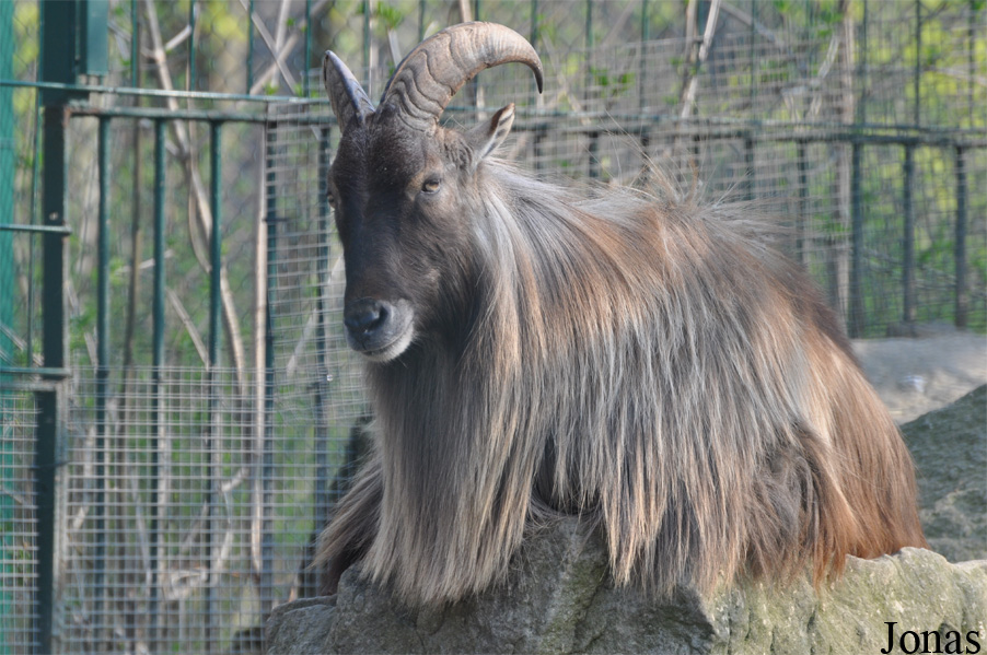 Hemitragus jemlahicus