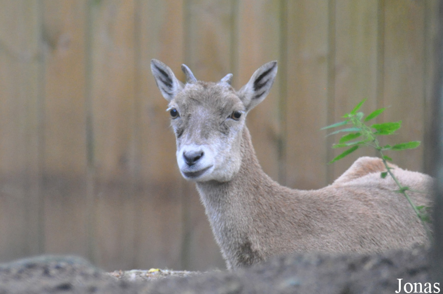 Ovis bochariensis