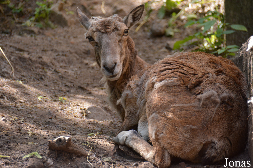 Ovis bochariensis