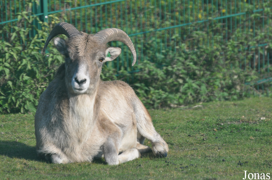Ovis polii