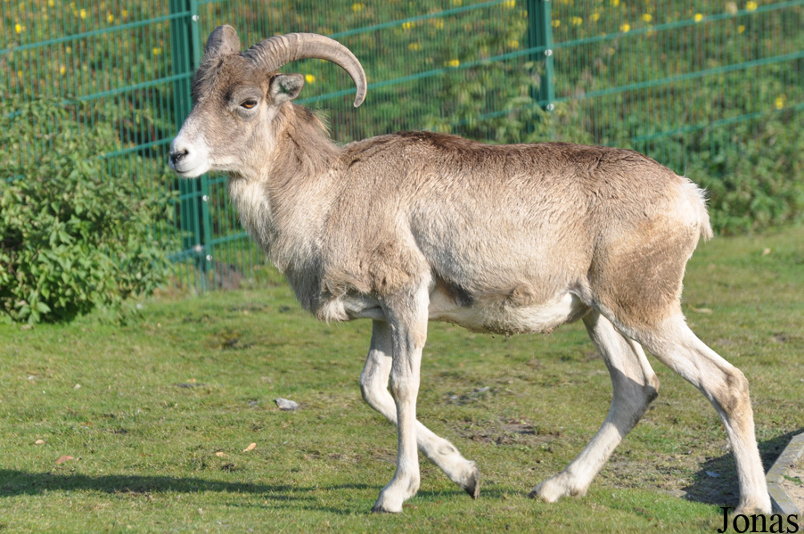 Ovis polii