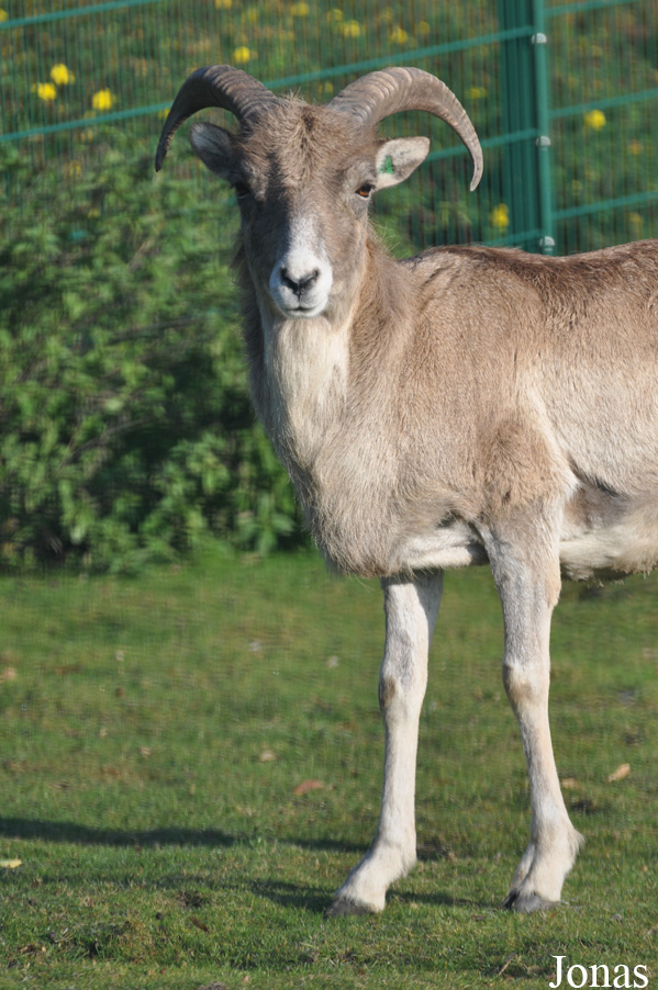 Ovis polii