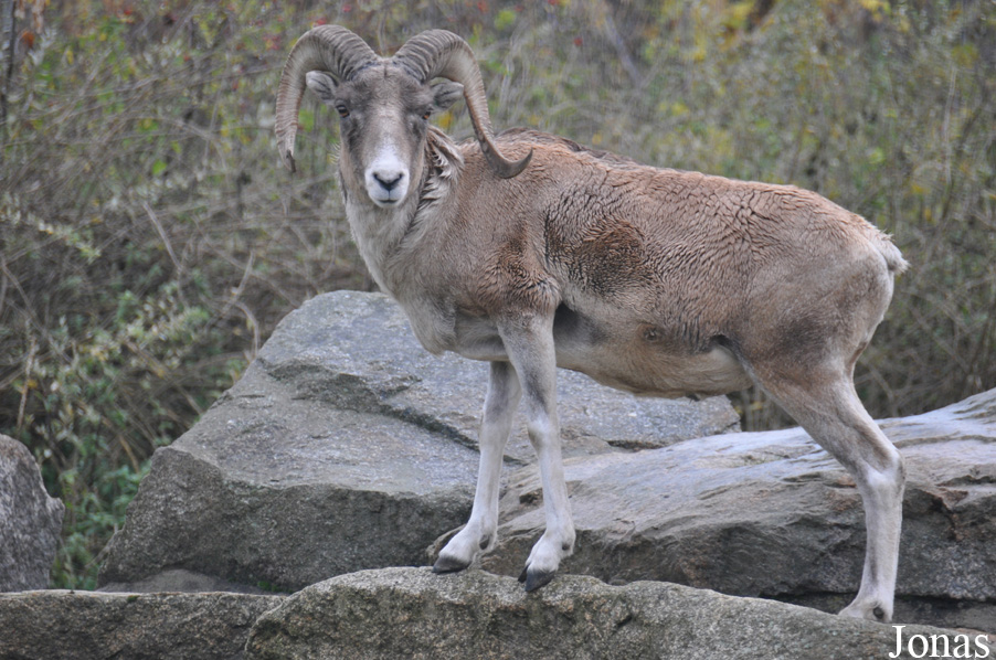 Ovis polii