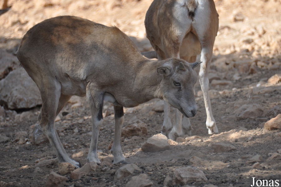 Ovis urmiana