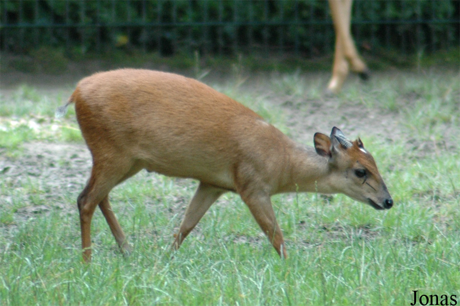 Cephalophus natalensis