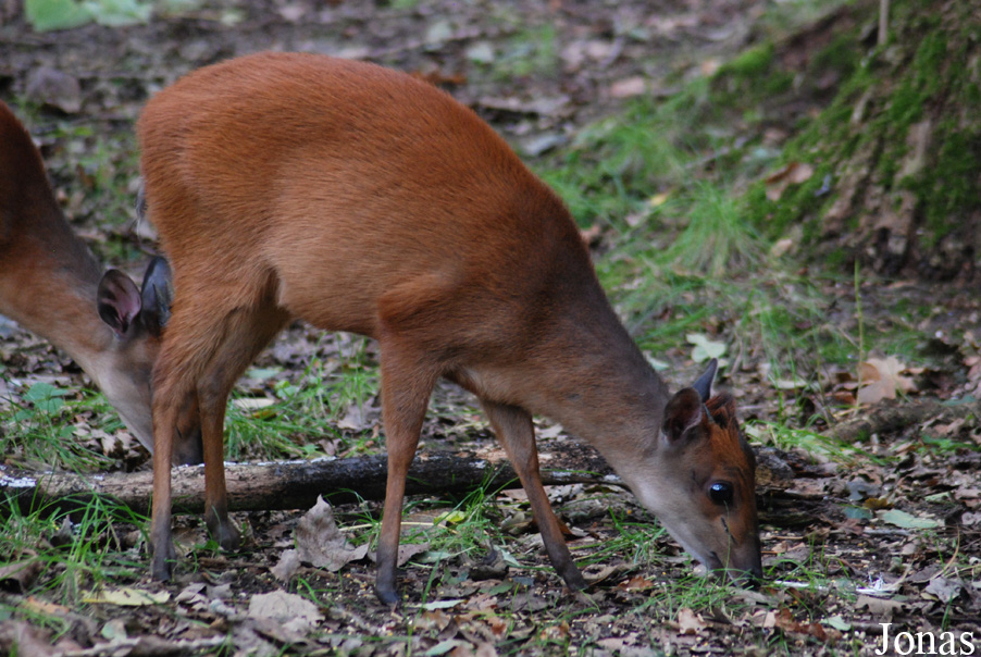 Cephalophus natalensis