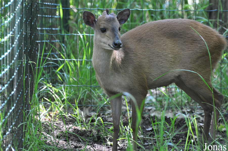 Cephalophus natalensis