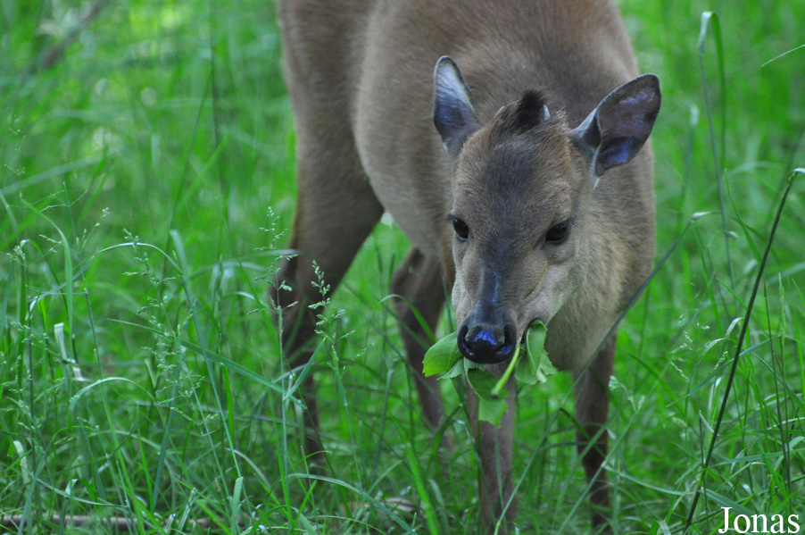 Cephalophus natalensis