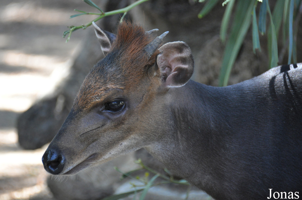 Cephalophus niger