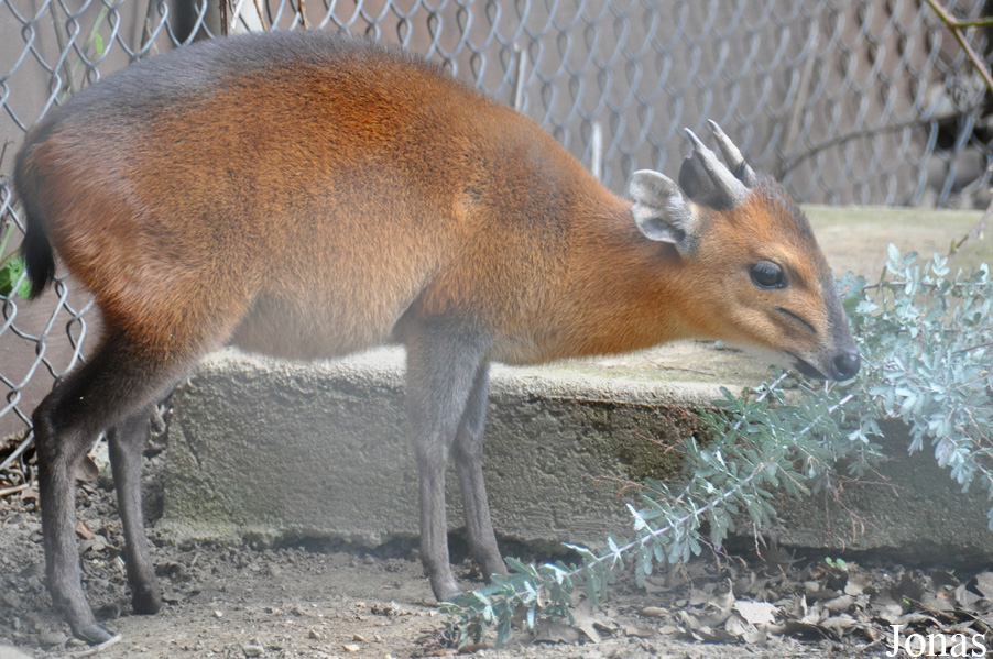 Cephalophus rufilatus